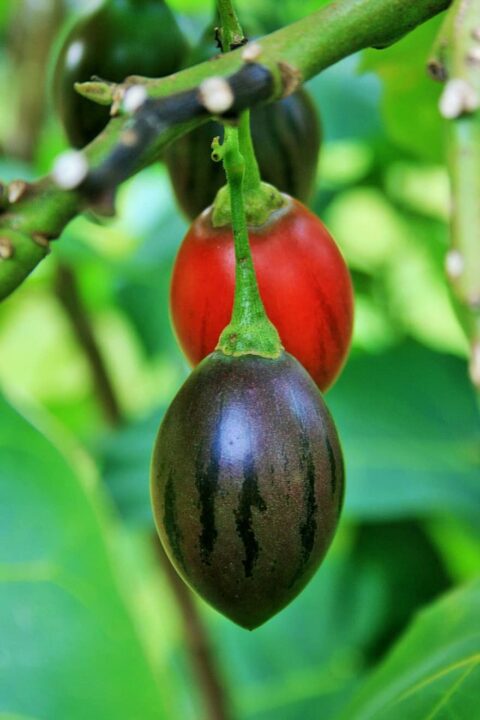 tree tomato green fruit juicy food ripe healthy fresh diet tree tomato green fruit juicy food ripe healthy fresh diet