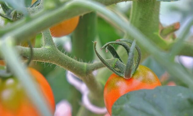 tree tomato vegetable branch food nature agriculture leaf organic