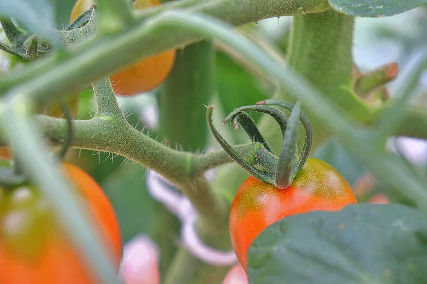 tree tomato vegetable branch food nature agriculture leaf organic tree tomato vegetable branch food nature agriculture leaf organic