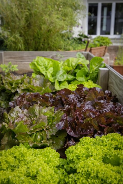 urban gardening locavore regional bio healthy salad vegetables local cultivation 1
