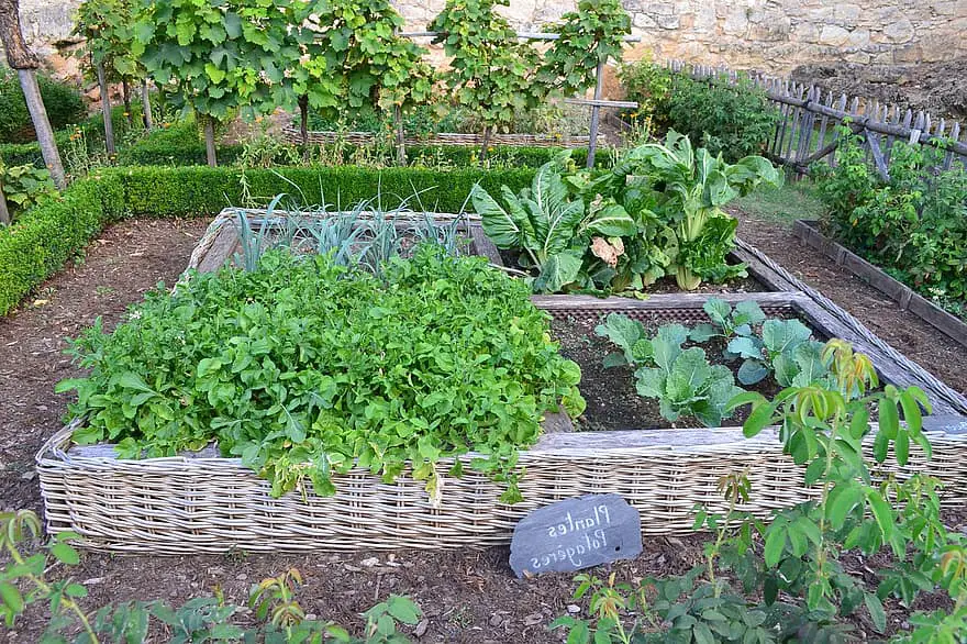 vegetable garden medieval garden chateau de castelnaud castelnaud chapel chard leeks cabbage