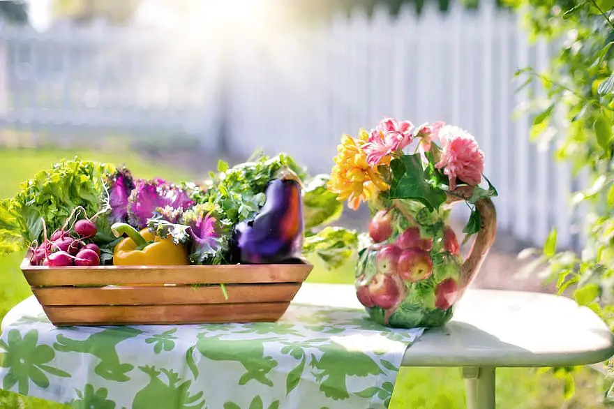 vegetables garden harvest organic green gardening lettuce summer nutrition