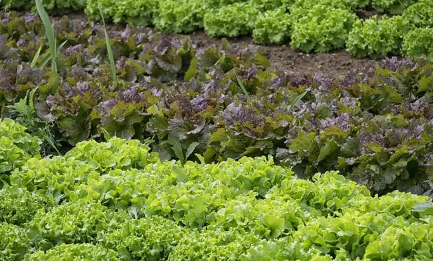 vegetables gardener vegetable garden salad