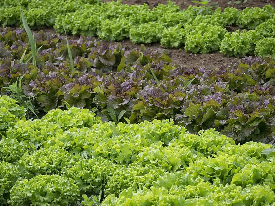 vegetables gardener vegetable garden salad