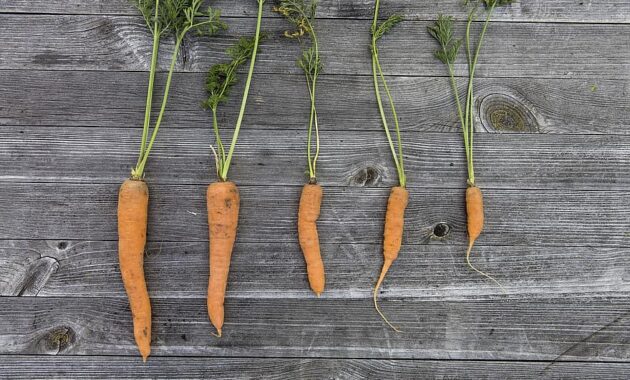 vegetables harvest cultivation thanksgiving garden fresh carrots carrot colorful