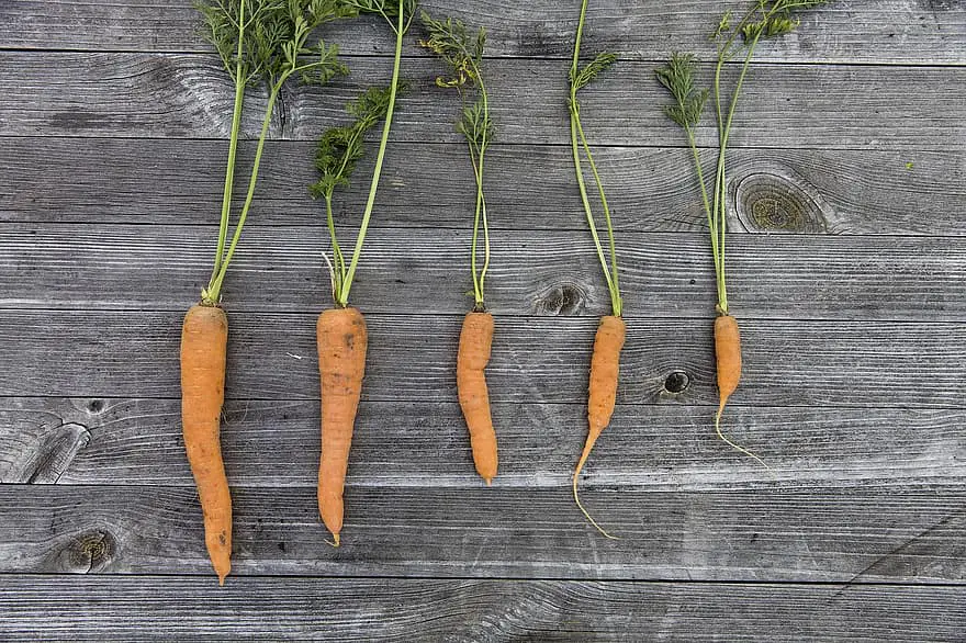 vegetables harvest cultivation thanksgiving garden fresh carrots carrot colorful