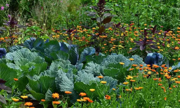 white cabbage garden vegetable growing harvest herb agriculture herb cultivation crop vegetables 1