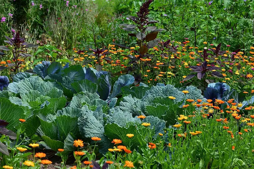 white cabbage garden vegetable growing harvest herb agriculture herb cultivation crop vegetables 1