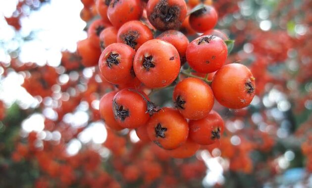 wild hawthorn red orange pink tree plant vitaman fruit tomato