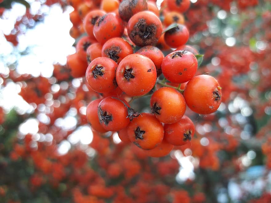 wild hawthorn red orange pink tree plant vitaman fruit tomato wild hawthorn red orange pink tree plant vitaman fruit tomato
