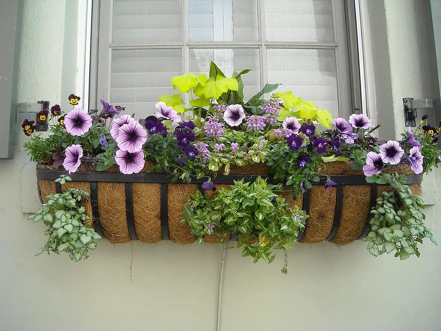 window box flowers window box house architecture exterior home old