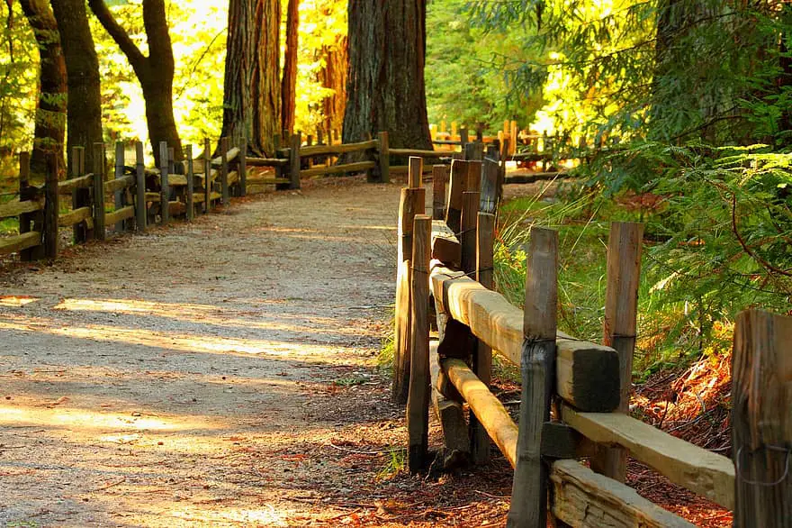 wood fall tree nature footpath path pathway walkway sunny