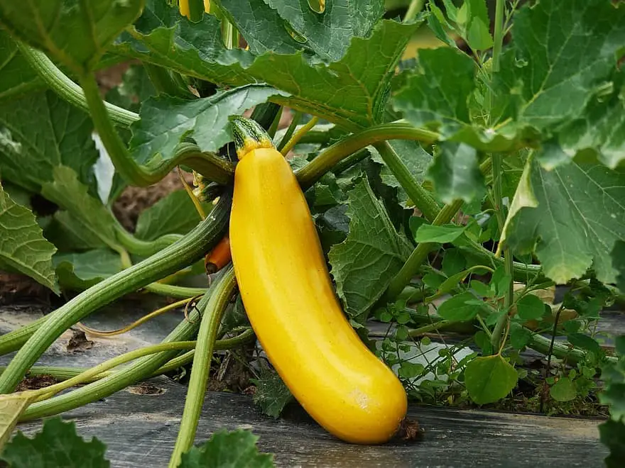 zucchini vegetables cultivation vegetarian vegan stand out individual yellow garden