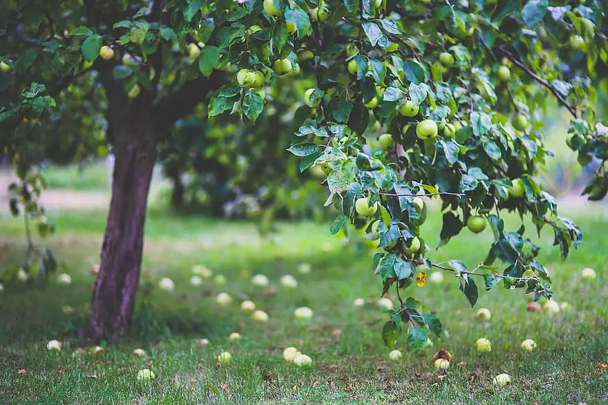 apple tree apples young little on the tree green garden fruit