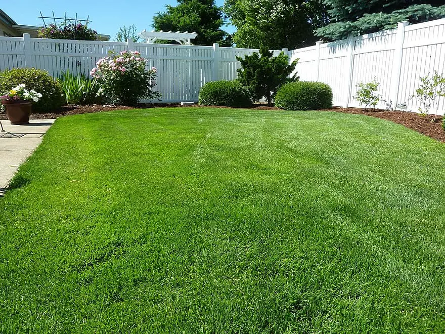 back yard grass vinyl fence nature outside lawn green fence landscape