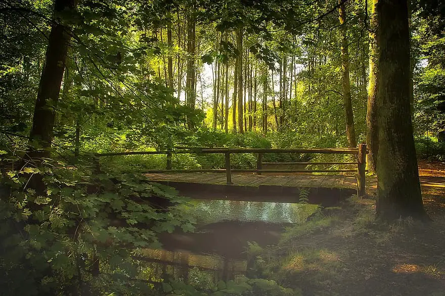 bridge forest fog nature bach water watercourse mirroring forest path