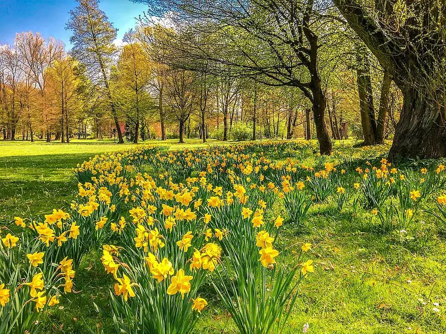 daffodils osterglocken park spring bad kissingen the luitpold park easter flowers flower meadow