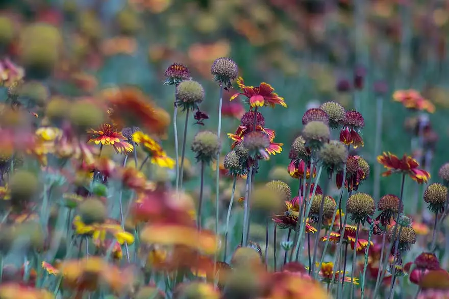 flowers garden nature spring green summer flower garden floral plant