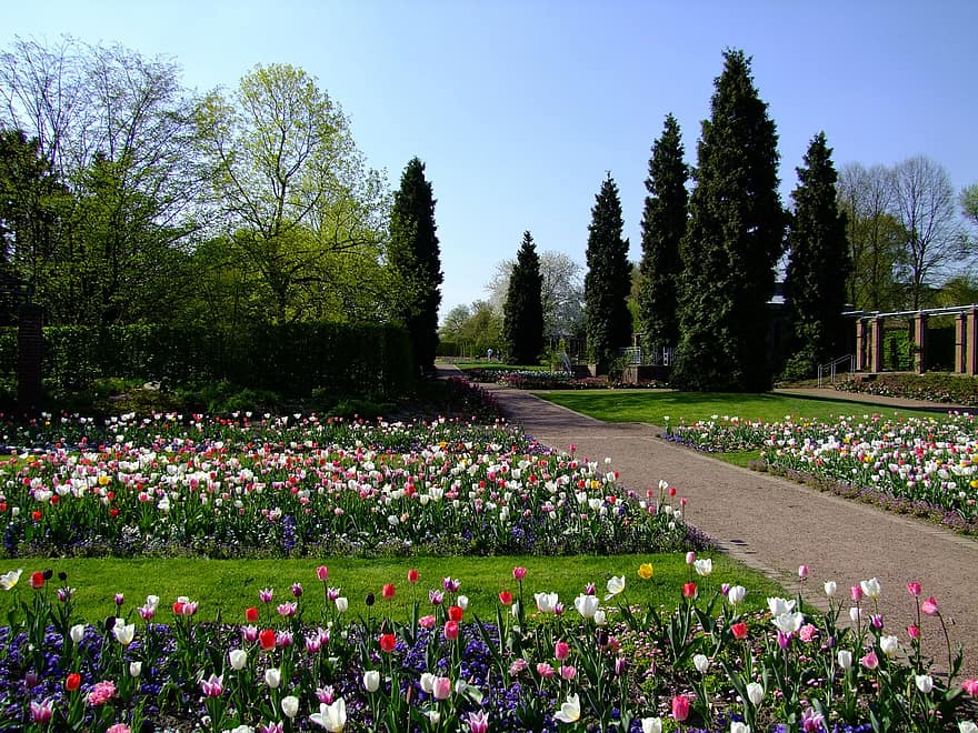 flowers spring tulips flower bed south park park plant bloom flora