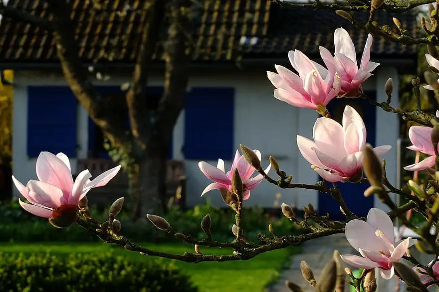 magnolia flowers spring may blossom bloom garden garden shed hobby garden