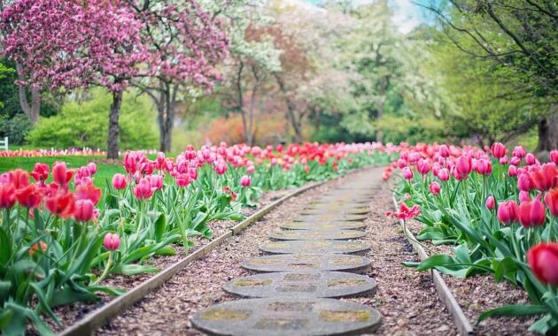 pathway path pink tulips tulips spring springtime landscape garden walkway