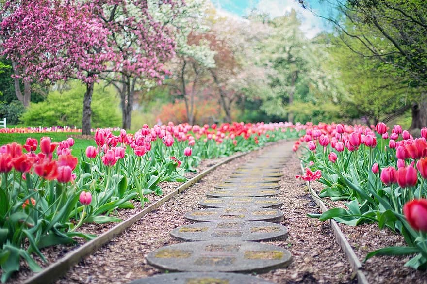 pathway path pink tulips tulips spring springtime landscape garden walkway