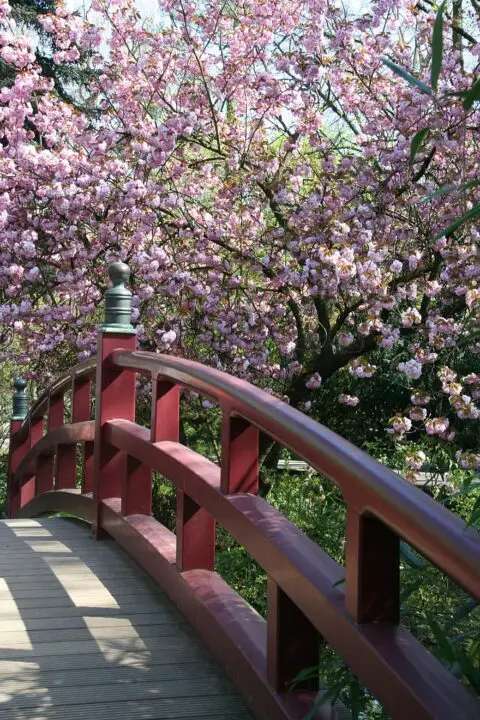 tree flower nature park plant japanese garden in leverkusen bridge japanese cherry blossom