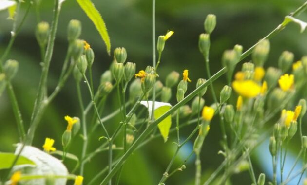 Easy way to weed your garden