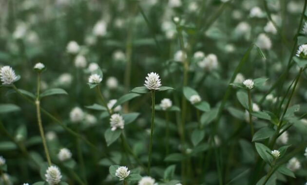 How to weed your garden