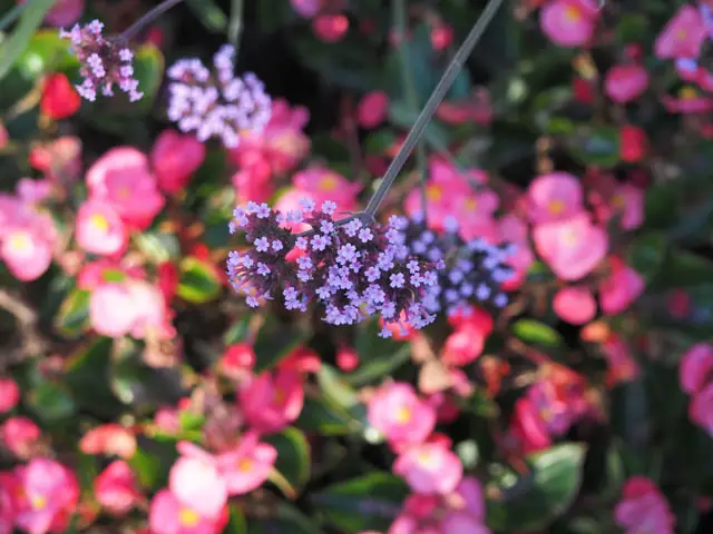 beautiful garden with flower