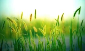 grass grasses nature landscape meadow summer green close up macro