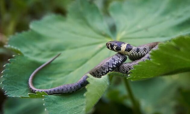 grass snake snake hide fear instinct head game mind drawing reptile natter