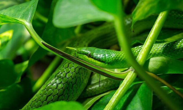 snake leaves green zoo tree grass snake young nature sun