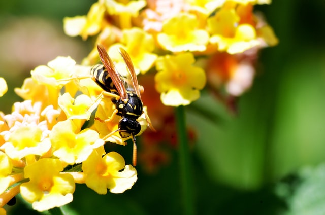 wasp bees