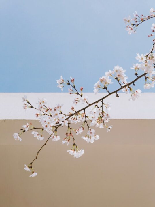 Flower Cones wall art