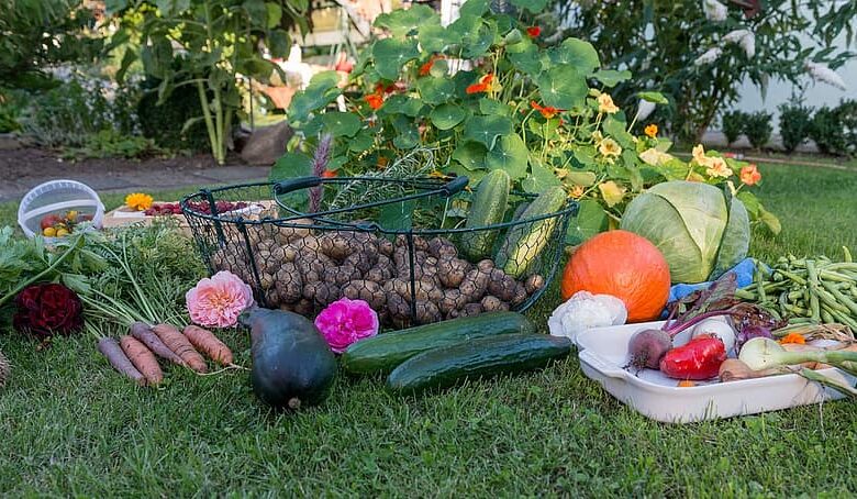 autumn harvest garden vegetables vegetable garden fruit potatoes carrots pumpkin 1