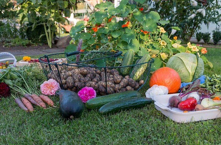 autumn harvest garden vegetables vegetable garden fruit potatoes carrots pumpkin 1
