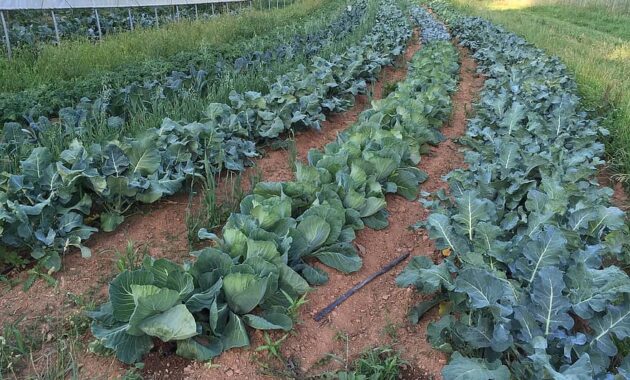 farm garden rows cabbages agricultural growing crop summer organic row