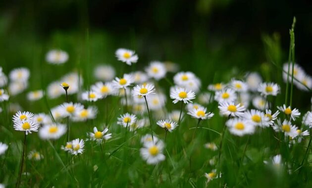 flower nature daisy macro spring flowers green plant grass wallpaper