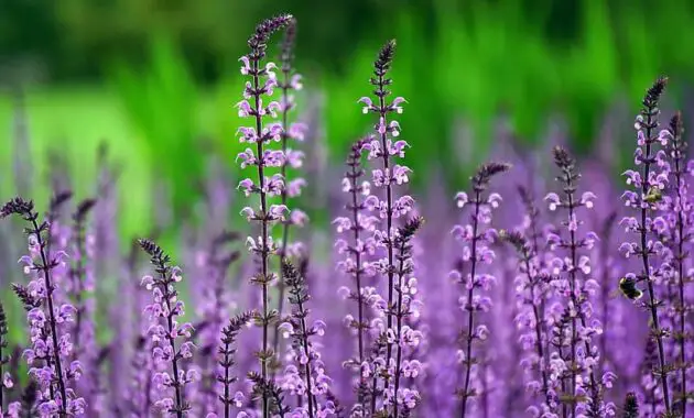 flower pink pink flowers nature petal garden plant summer bloom