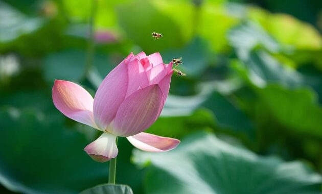 flowers lotus bee nail nature aquatic plants summer pink petals insects