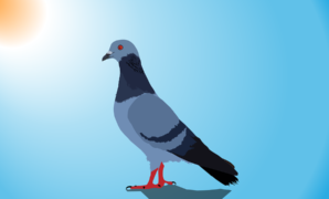 game pigeon