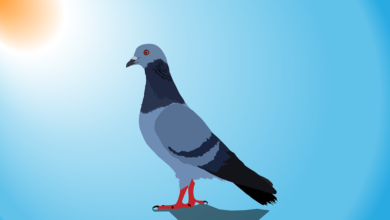 game pigeon