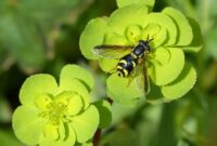 hoverfly false bee nature flower plant leaf outdoors
