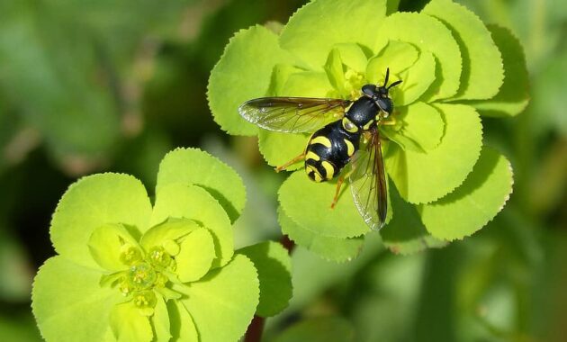 hoverfly false bee nature flower plant leaf outdoors