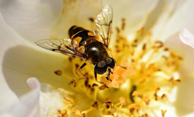hoverfly insect animal wing compound eye feeding pollination flower nectar