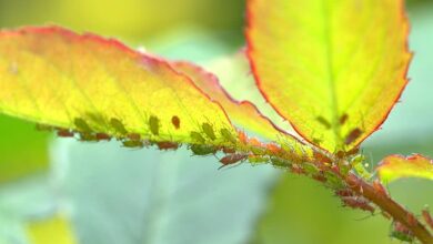 large rose aphids aphids louse lice infestation pests insect macro graphy insect infestation