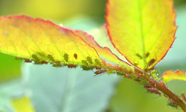 large rose aphids aphids louse lice infestation pests insect macro graphy insect infestation