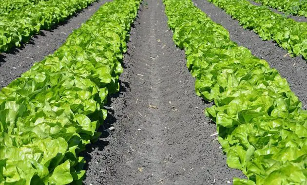 lettuce row agriculture plant farm harvest nature garden growth