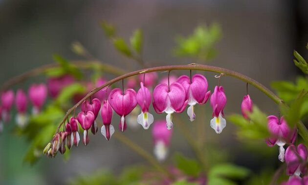 nature flowers plants garden leaf bleeding heart wildflower